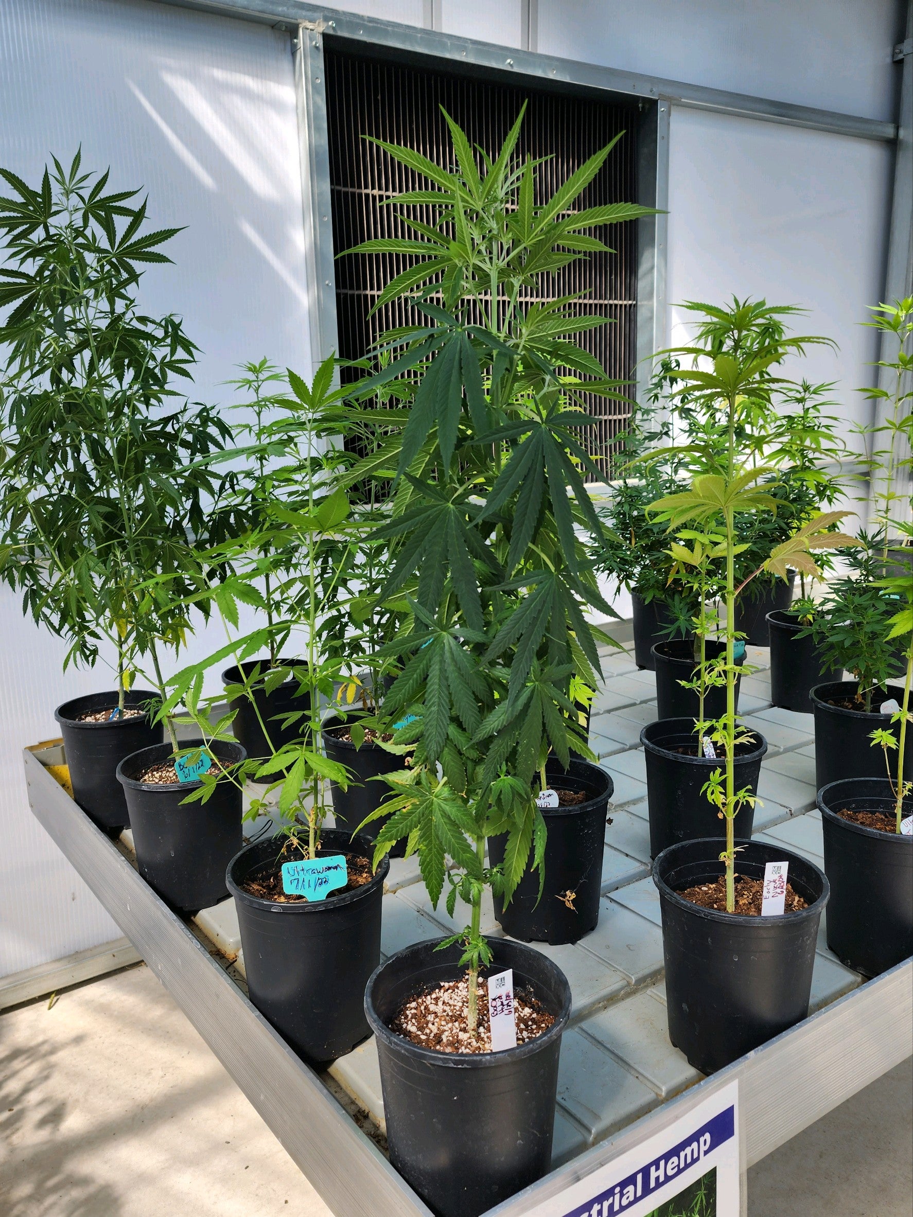 Olive-Harvey College and Governors State University announce new transfer agreement for those earning their Associate of Applied Science with a focus in Cannabis Studies